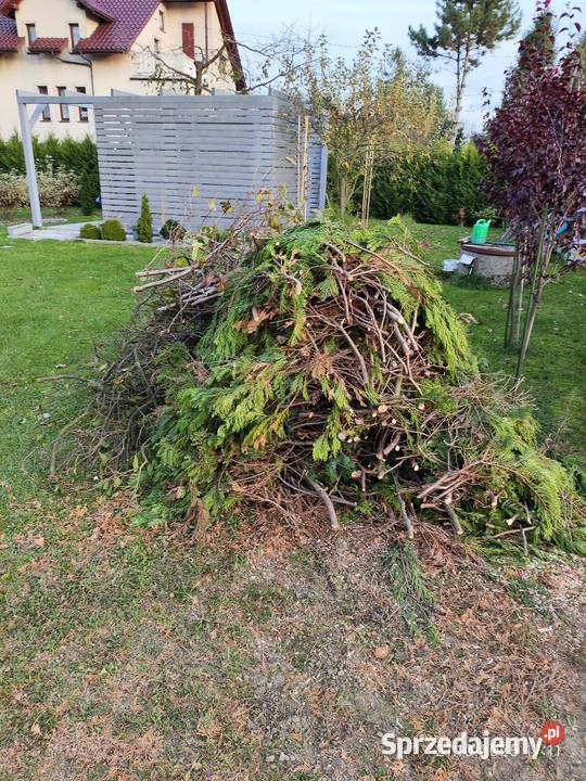 Drewno drzewo gałęzie opał małopolskie Grojec