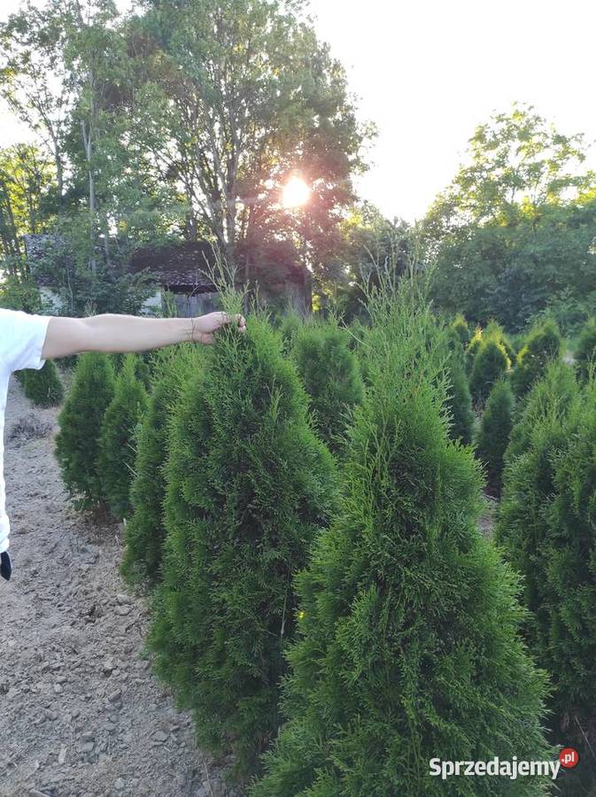 Tuja Szmaragd Izdebno sprzedam