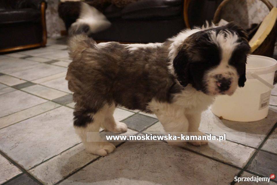 moskiewski pies strózujący szczeniaki