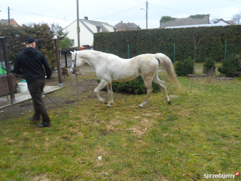 Sprzedam Klacz Arabską z niemieckim pochodzeniem Pozostałe Zatom Stary