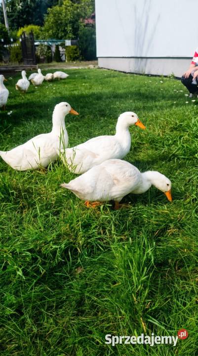 Kaczki z chów przydomowy żywione na trawie i