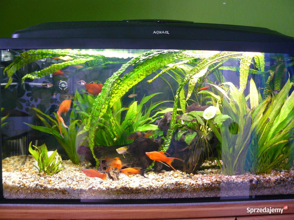 Akwarium 112l Częstochowa