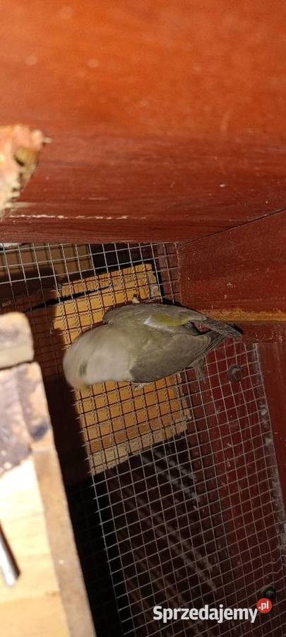 Papugi nierozłączki z woliery Julianpol sprzedam