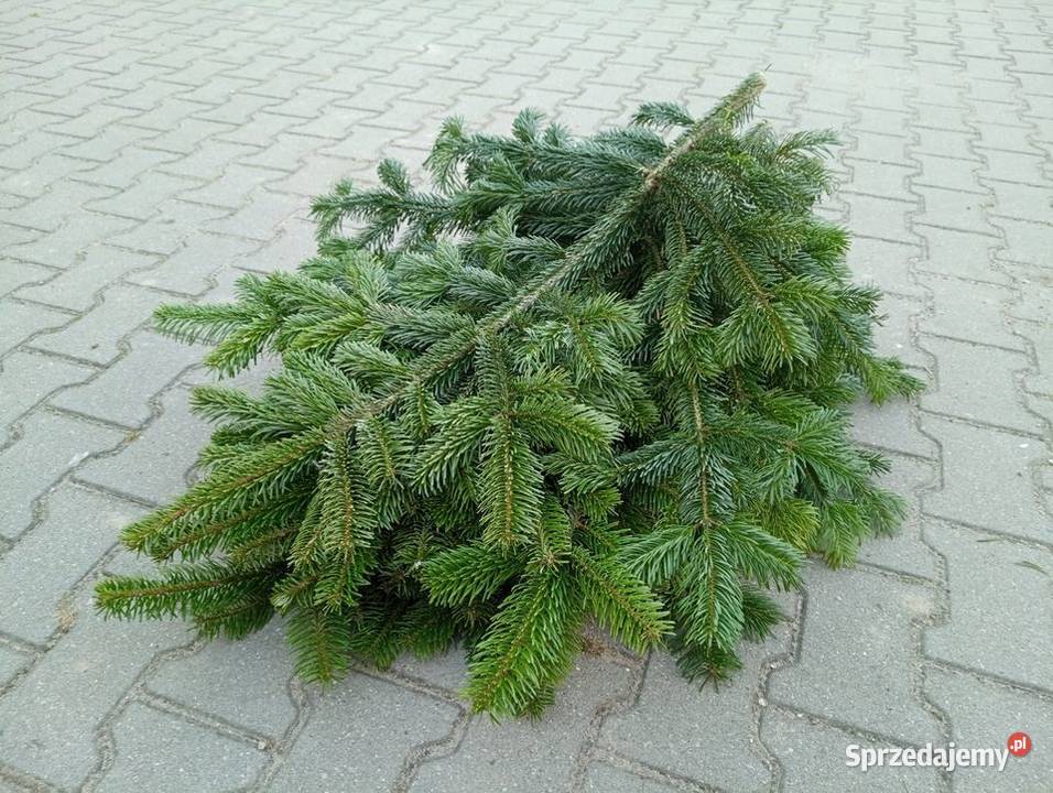 Gałęzie jodły kaukaskiej Stroisz jodłowy Tarczyn