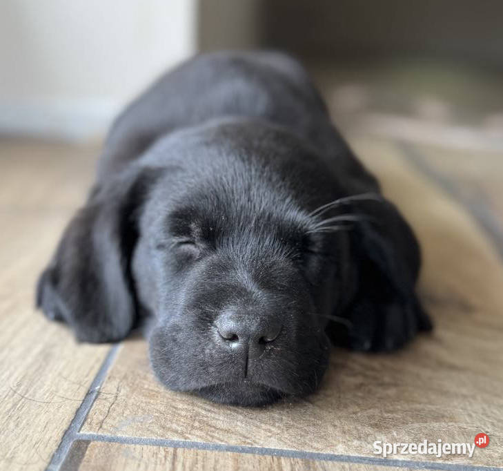 Labrador UROCZY czarny ZKwP / FCI szczeniak po Championie na sprzedaż