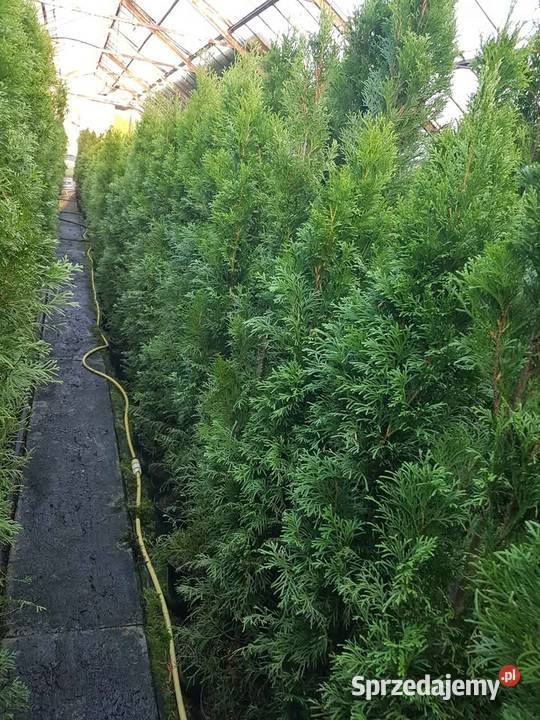 Promocja 140 180 tuja szmaragd thuja smaragd śląskie Częstochowa