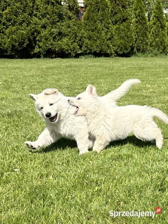 Owczarek Szwajcarski długowlosy