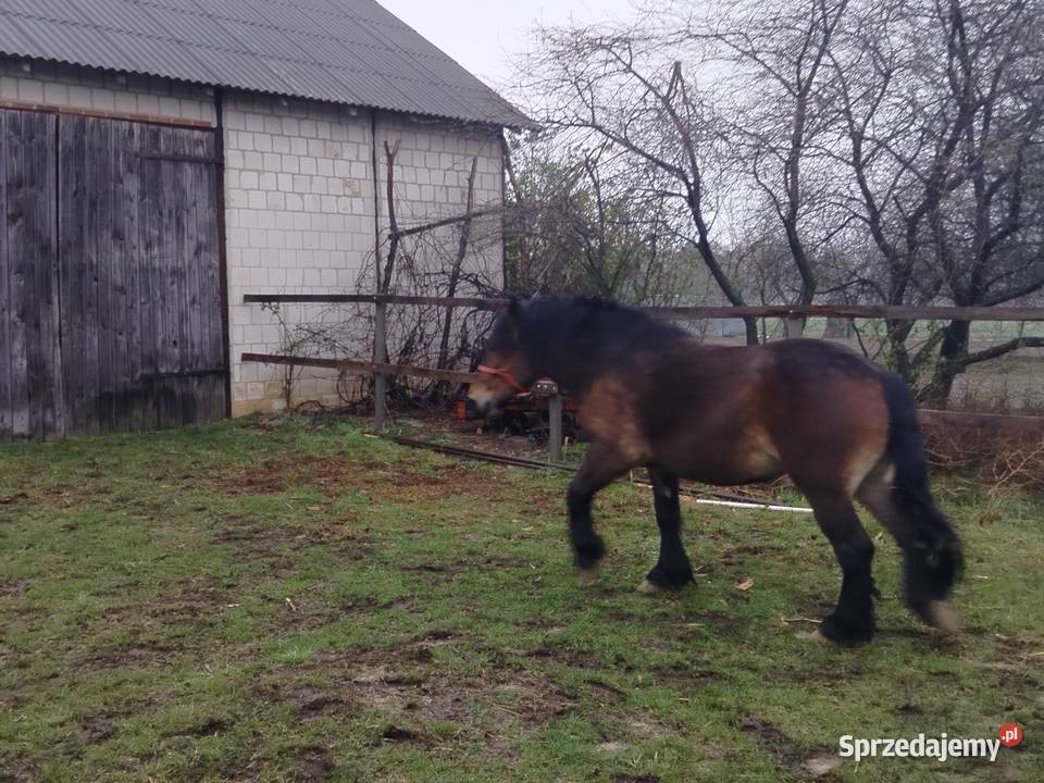 Likwidacja chodowli całość Cyców