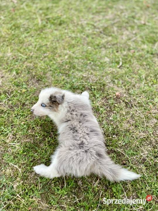 Border Collie merle samiec piesek