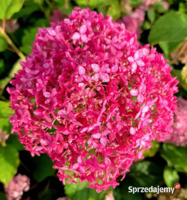 HORTENSJA DRZEWIASTA Candybella Sorbet sadzonki kujawsko-pomorskie Ustronie