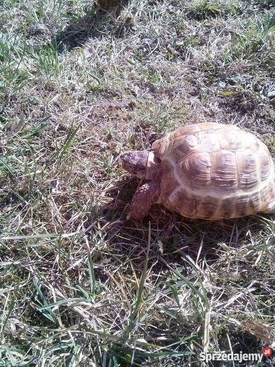 Sprzedam żółwia lądowego Zwierzęta Częstochowa