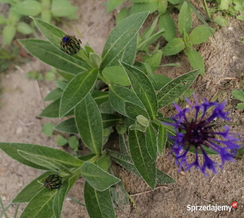 Chaber górski kwiaty niebieskieWieloletnia Łódź