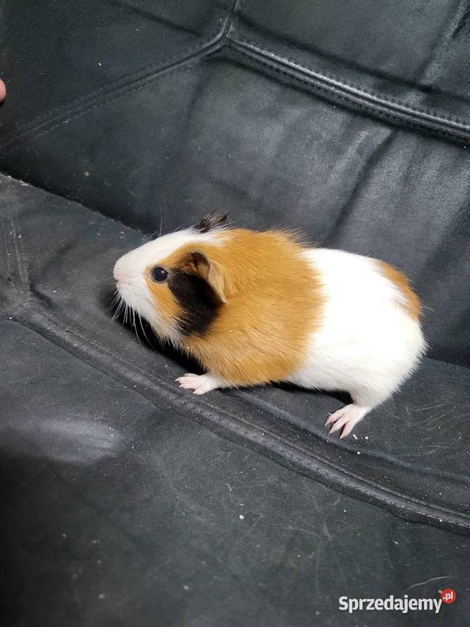 Świnki morskie dolnośląskie