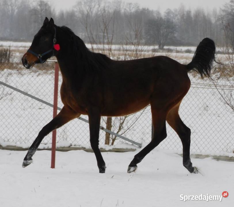 Dajana klacz małopolska Grodzisk Mazowiecki