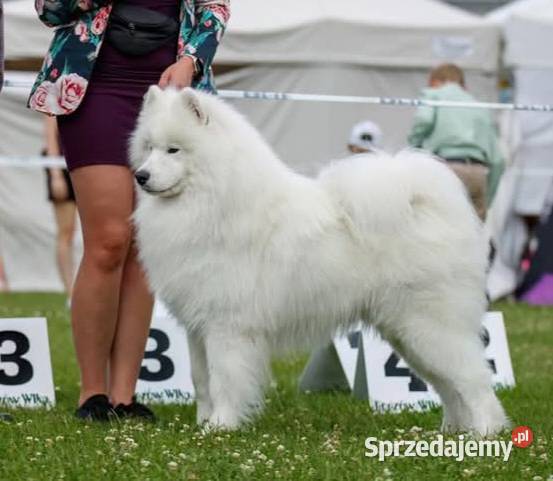 Samoyed piesek szczenię hodowla FCI ZKWP Zielona Góra sprzedam