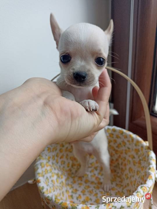 Mini Suczka kremowo biała chihuahua krótkowłosa Bełchatów