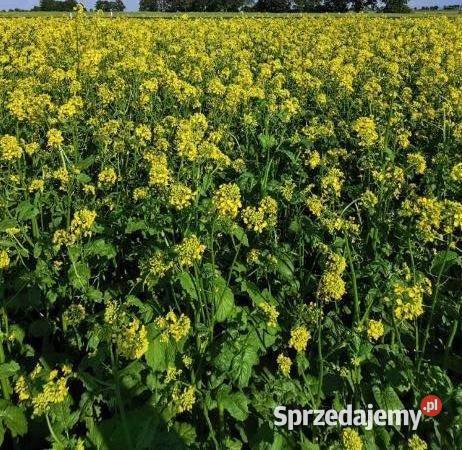Gorczyca Rzodkiew Oleista