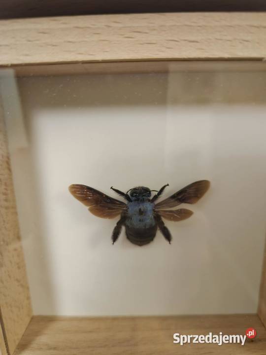 Ozdoby owady w ramkach prawdziwe motyl niebieska Mrągowo