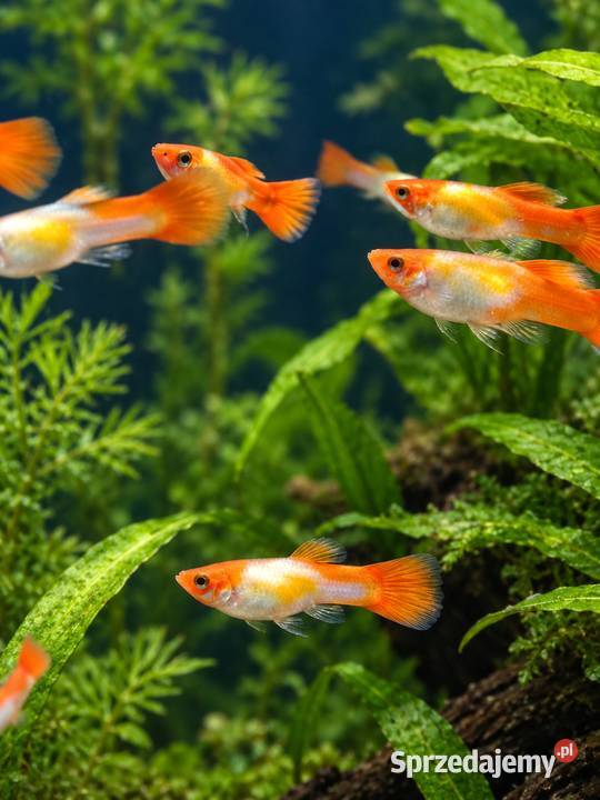 GUPIK GOLDEN KOI POECILIA RETICULATA Piła
