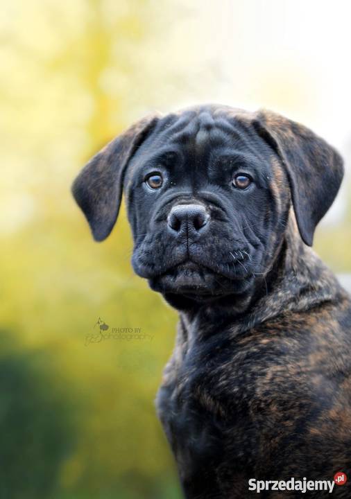 Szczenięta Bullmastiff ZKwP FCI Psy Puszcza