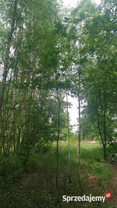 Drzewka Dąb Sosna Brzoza kopane