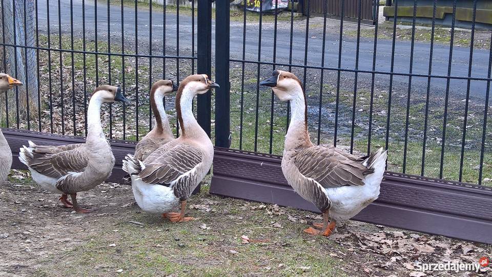 Jaja lęgowe gęsi garbonosej Oleśnik