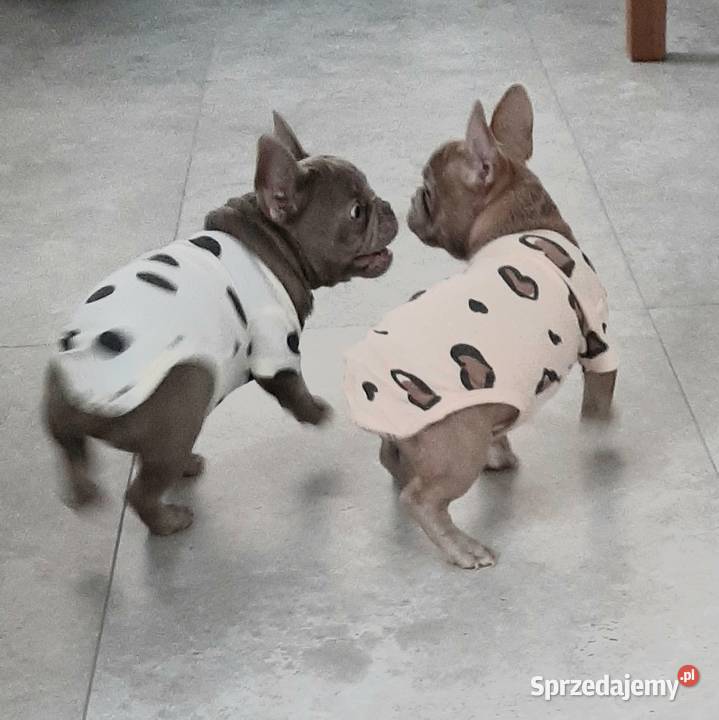 Buldog francuski piesek isabella łódzkie Pabianice