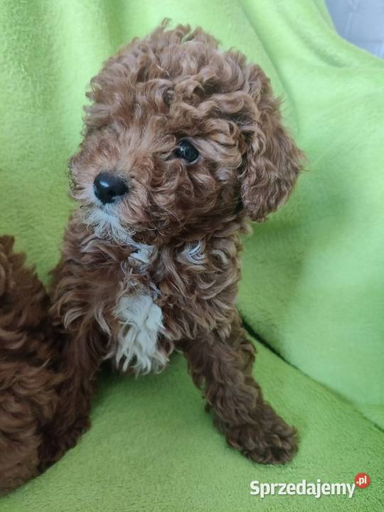 Pudel miniaturowy toy Boguchwała