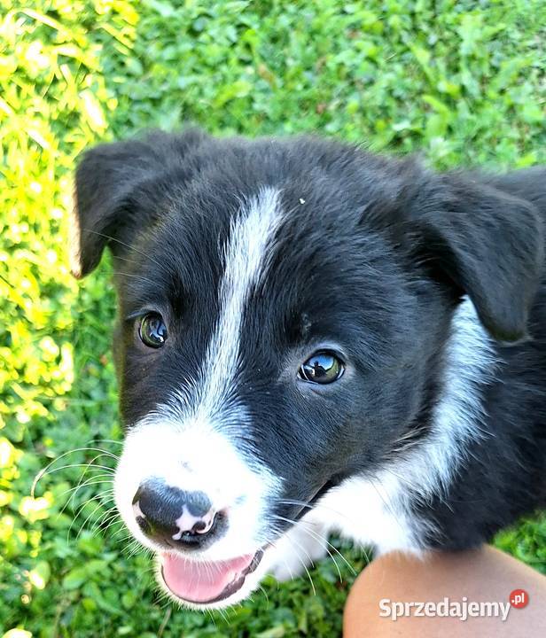 Suczka border collie do odbioru