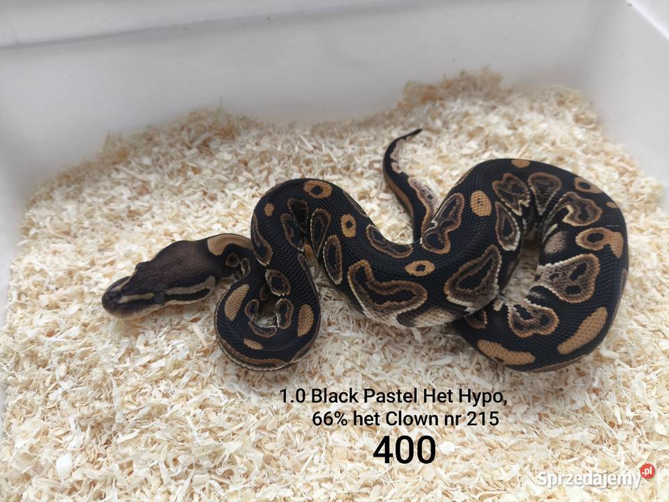 Pyton królewski samiec 215 wielkopolskie