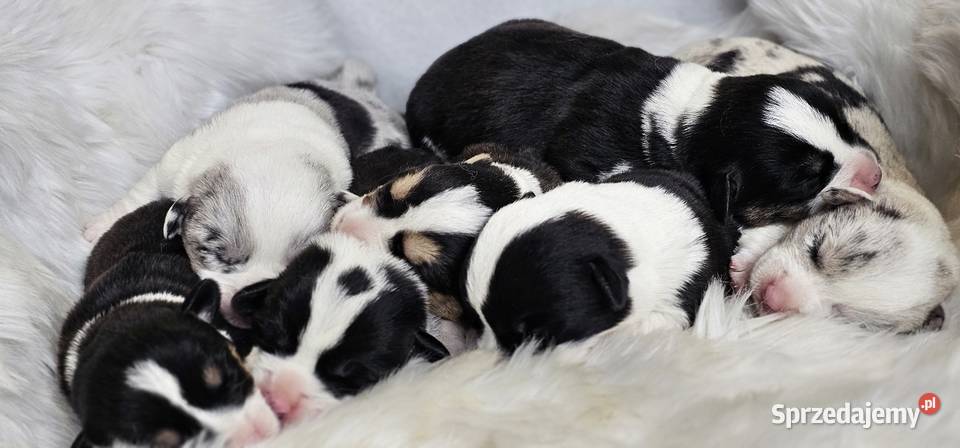 Welsh Corgi Cardigan dziewczynka suczka Pszów