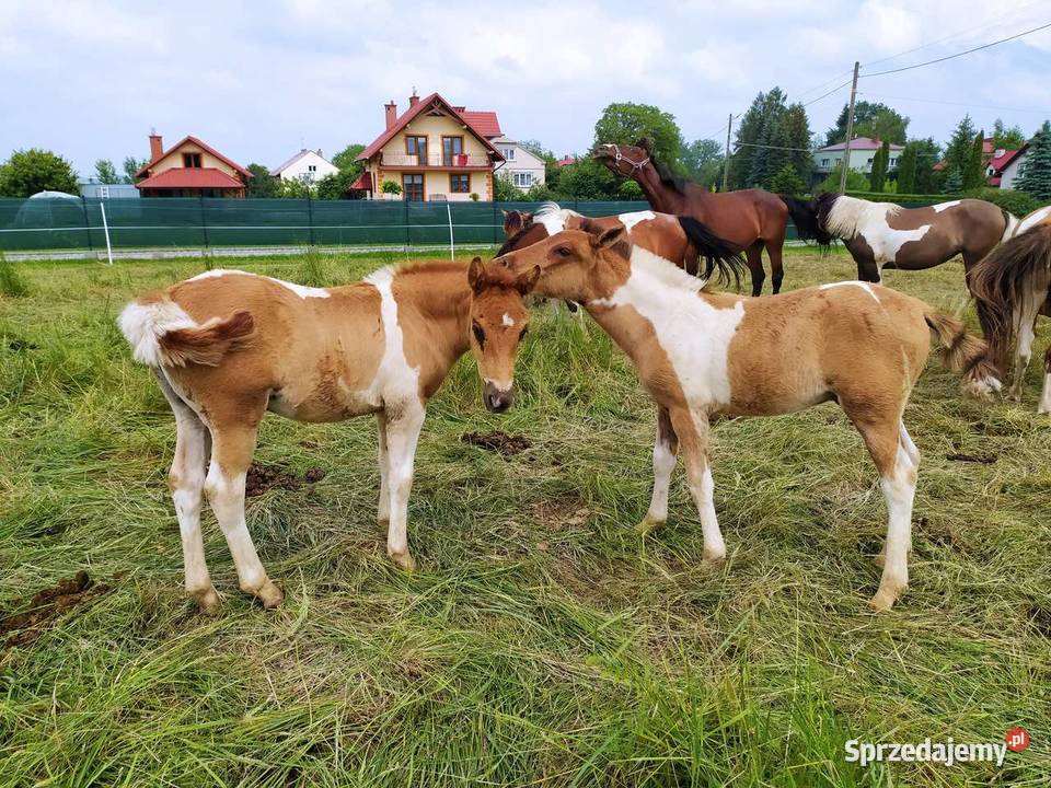 Ogierki huculskie hucuły odsadki