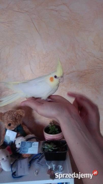 Papuga nimfa Kraków sprzedam
