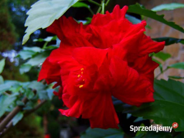 Róża chińska czerwony kwiat. Rośliny doniczkowe.