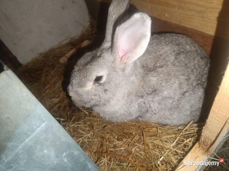 Krolice zakacane Bobrowa sprzedam