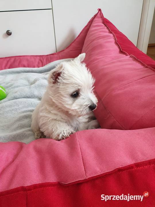 Śliczna Suczka West Highland White Terrier Z Rzeszów sprzedam
