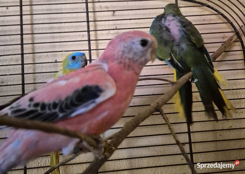 LILIANKA papuga Neofema bourek