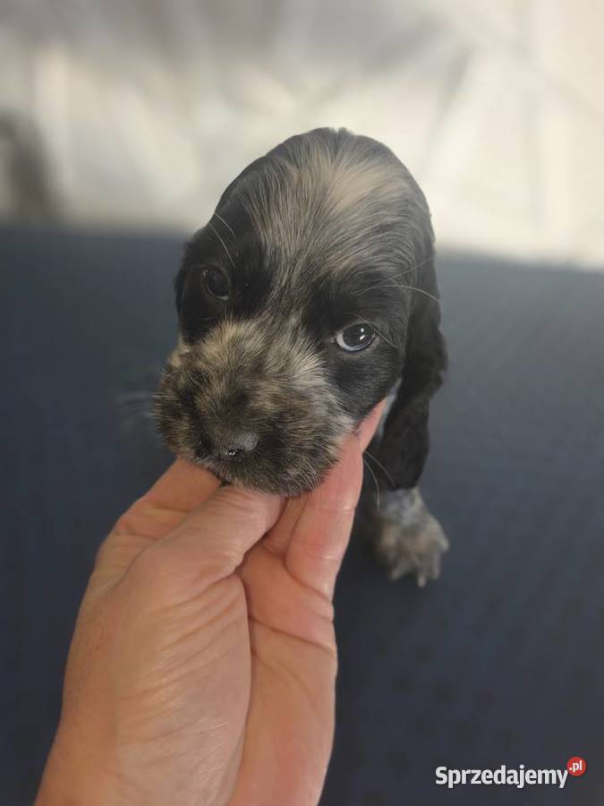 Cocker Spaniel Angielski