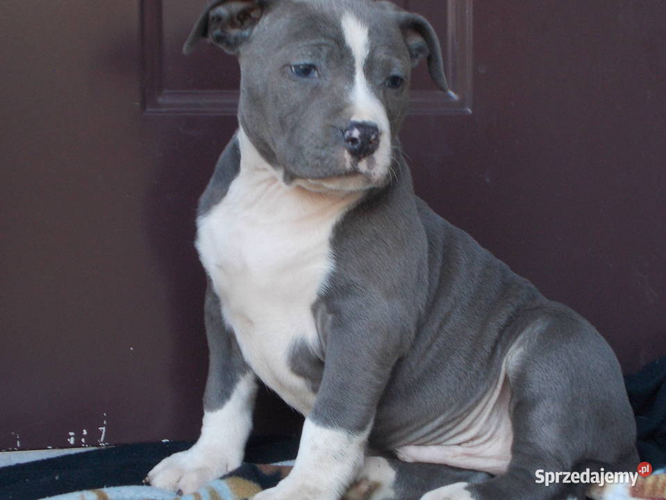 Mocne Amstaffy Błękitne Amstaff Płock sprzedam