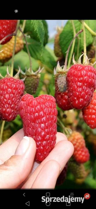 Malinyróżne nowe odmiany 1 do 2 Rośliny przemysłowe Turobin