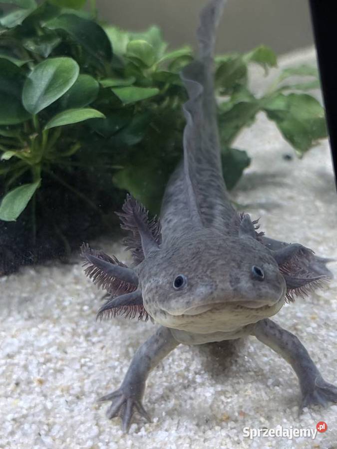 Axelotle salamandra akselotl Mikołów sprzedam
