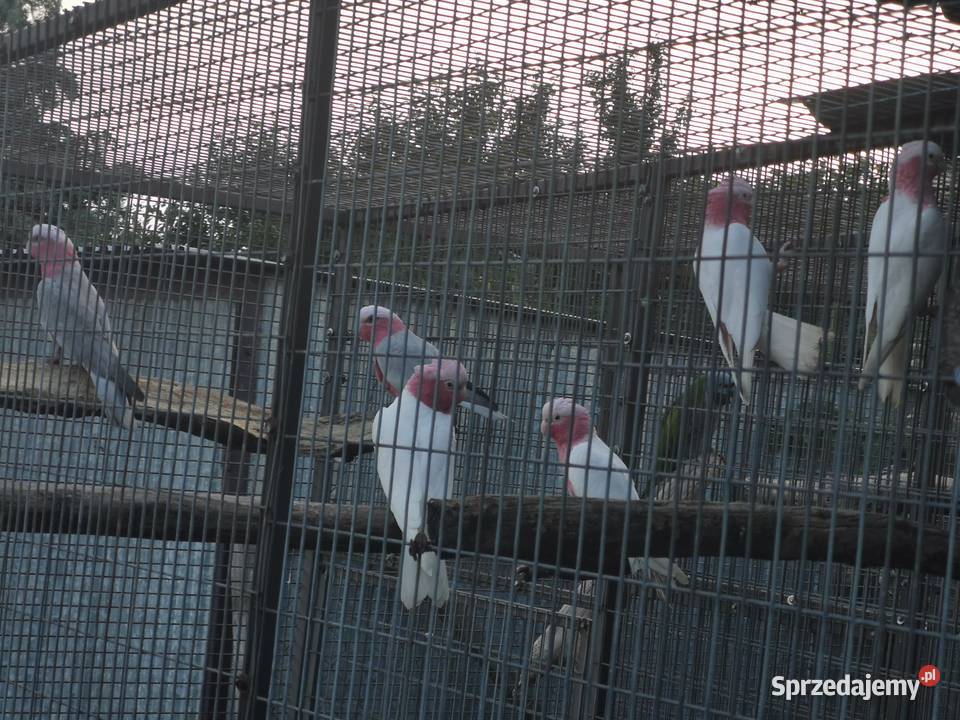Kakadu Różowe Goffini Lutino Ara Marakana Ara Poznań