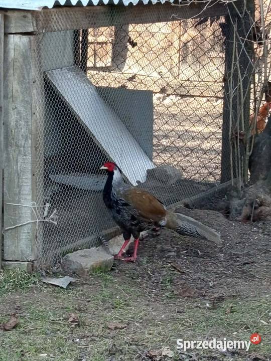 Bażanty srebrne Wojsławice