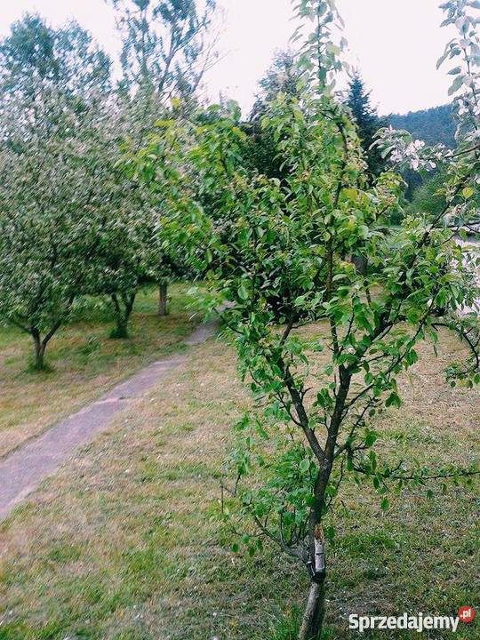 Sprzedam dom do remontu świętokrzyskie Bocheniec