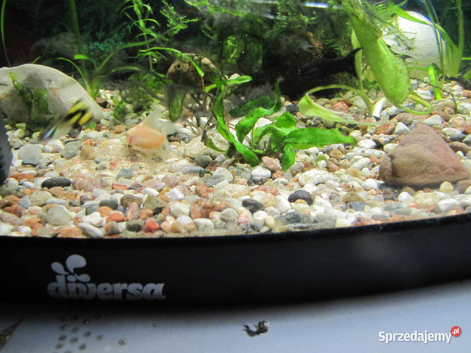 Akwarium z obsadą kujawsko-pomorskie sprzedam