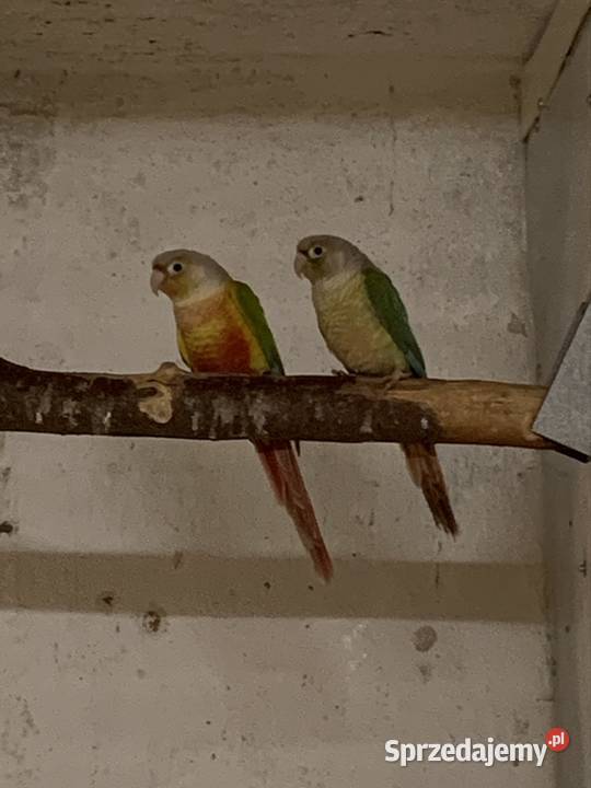 Rudosterka samiec samica Mogilno