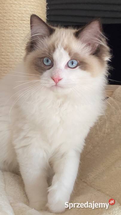 Piękny kocurek Ragdoll gotowy do odbioru z Koty