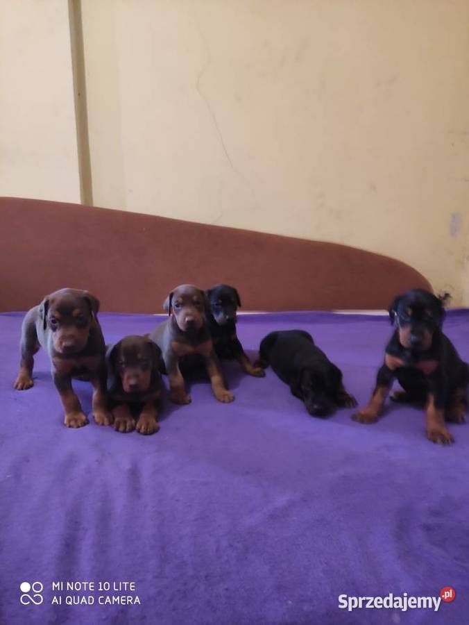 Doberman szczenieta Książ Wielki