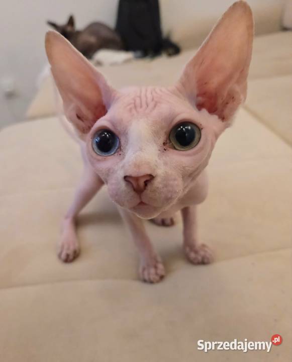 Sfinks kanadyjski z heterochromia Katowice