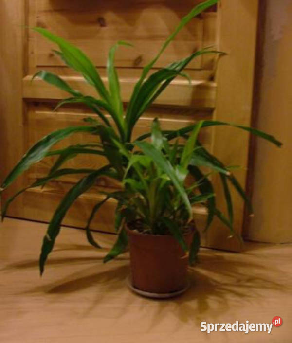 Duża paroletnia palma juka z domowej hodowli Kraków